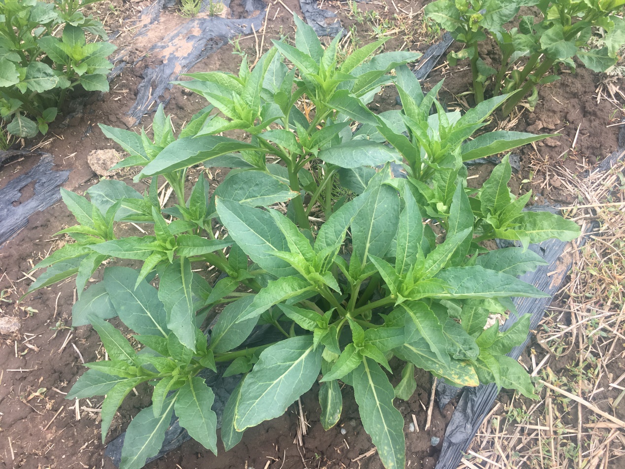 记山莨菪考察